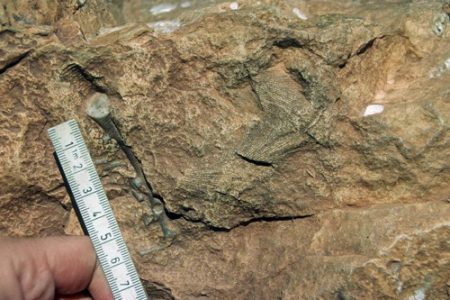 someone measuring a fossil